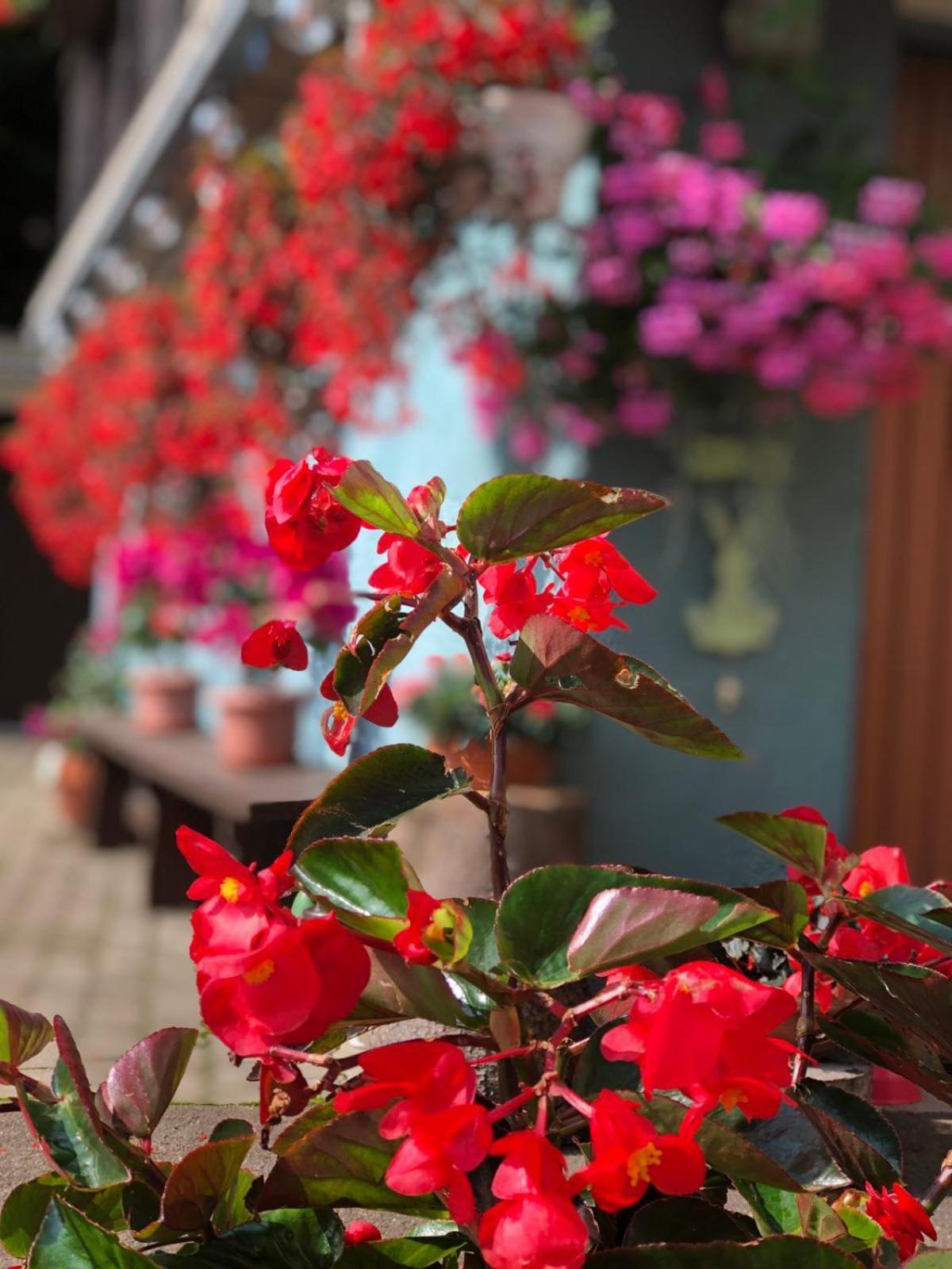Bed and Breakfast Haus-Erzberg Vordernberg Esterno foto